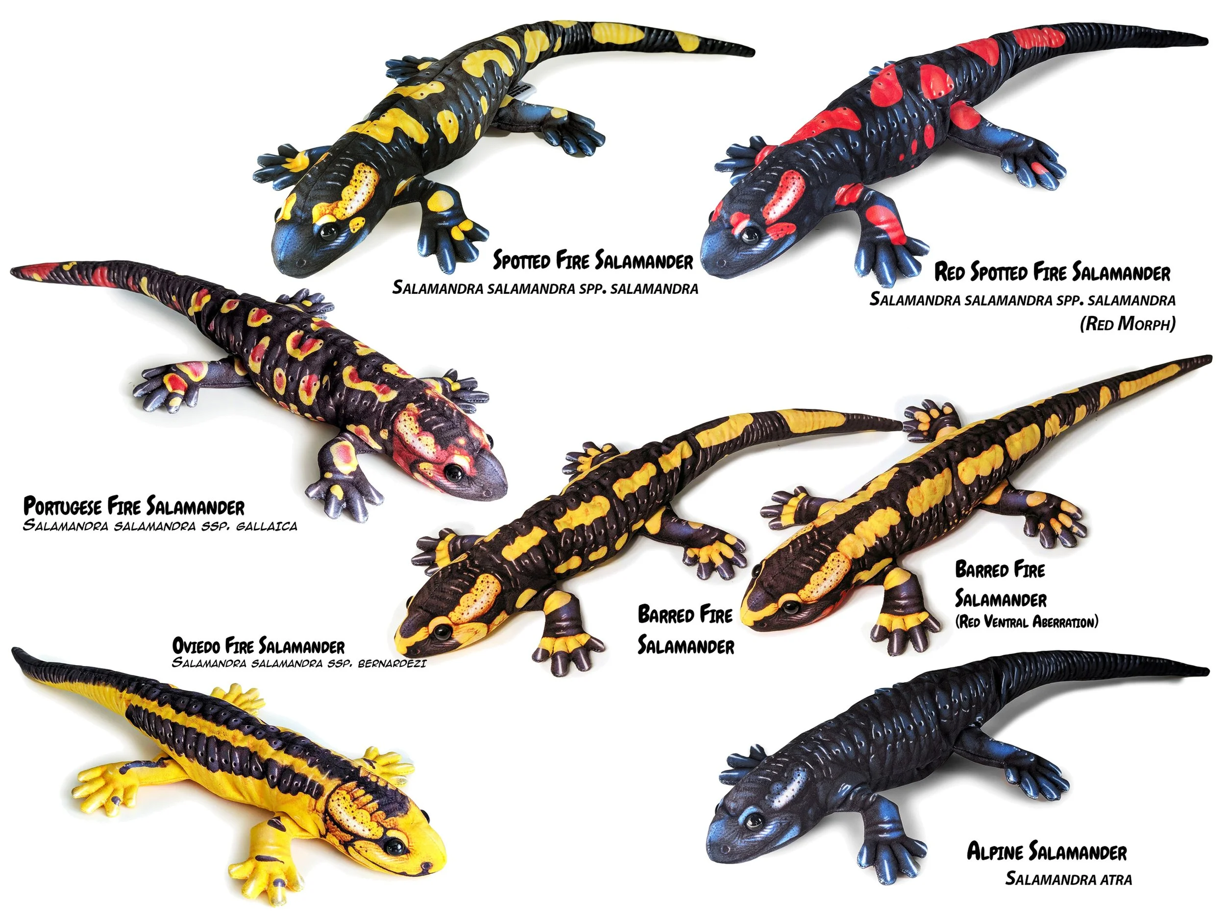 Salamandra Species — PALÆOPLUSHIES